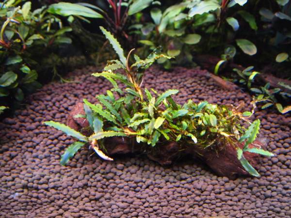 水草 Bucephalandra sp.Sintang Kayulapis Type1 ブセファランドラsp.Sintang Kayu Lapis（LA便）出品№9 Bucephalandra