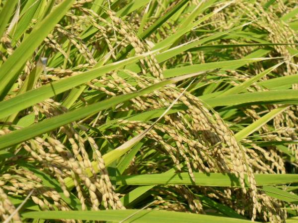 ◆27年度新米◆ 兵庫県淡路島産 キヌヒカリ 玄米30kg 白米発送可