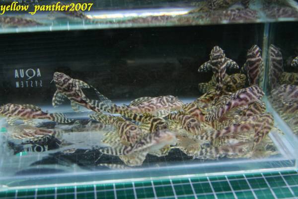 ①★Breed★L-333×L-066 WF1 Hypancistrus sp. 30～50mm± 5匹