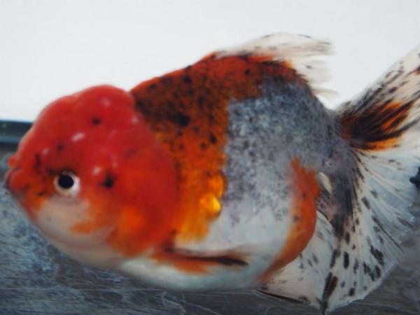 明和Yahoo! オランダ(040411) 当歳 13.5cm雌