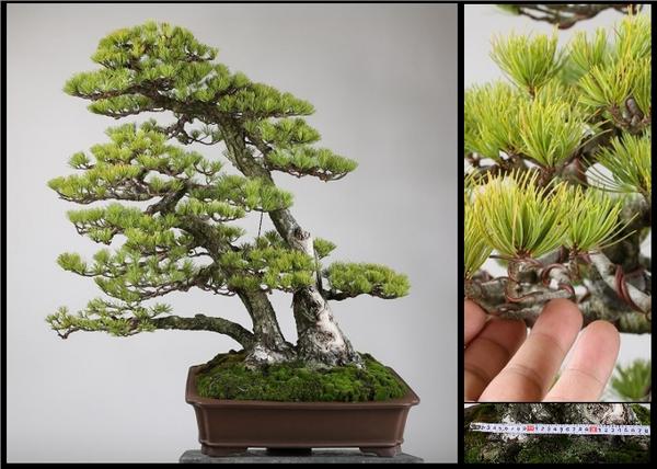 雨竹亭]樹高85cm 山採り 那須五葉松三幹 b4859盆栽/松柏/雑木(松