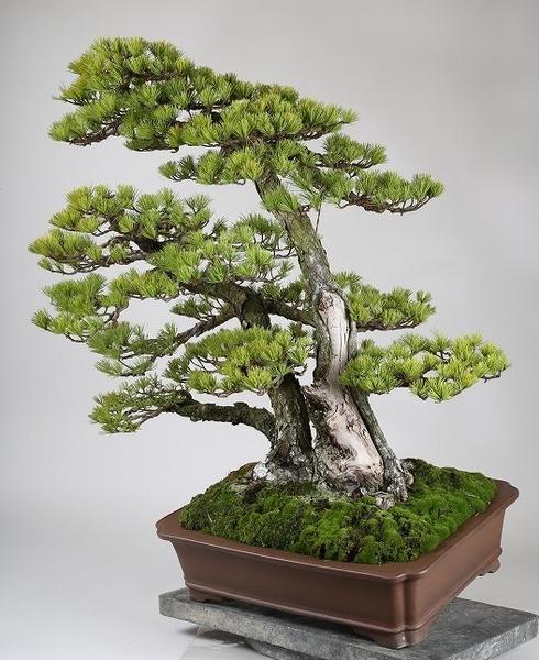 五葉松　山木　[三幹立ち]　大品盆栽 雨竹亭]樹高85cm 山採り 那須五葉松三幹 b4859盆栽/松柏/雑木(松