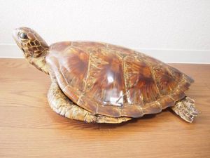 亀 剥製のYahoo!オークション(旧ヤフオク!)の相場・価格を見る｜Yahoo