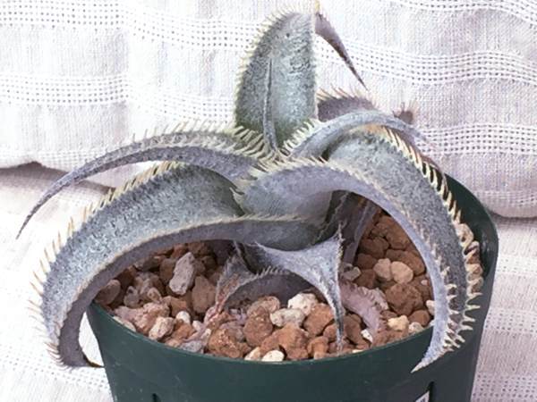 ディッキア Dyckia marnier-lapostollei estevesii ① 【公式通販】