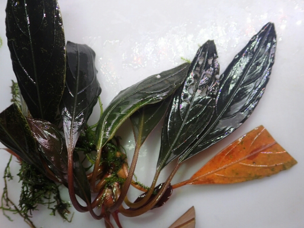 ブセファランドラSP ダークアキレス　ナローリーフ　作悪し(笑)