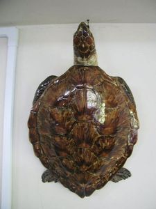 亀 剥製のYahoo!オークション(旧ヤフオク!)の相場・価格を見る｜Yahoo