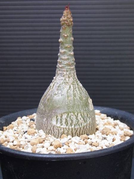 多肉植物　アデニウム　極太ソコトラナム　ソコトラ固有種　