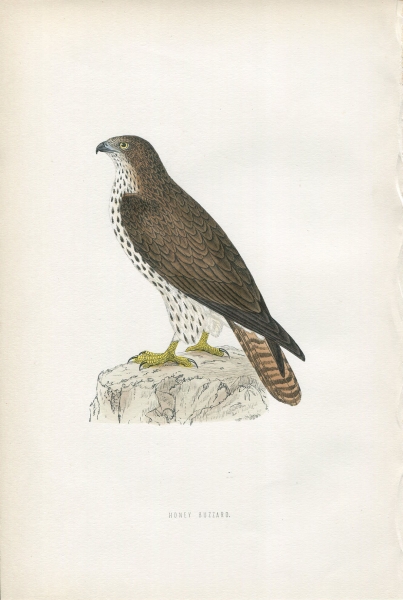 1870年 Morris イギリスの鳥~ハチクマ