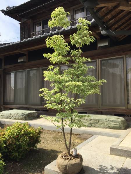 アオダモ 山採り 2本立ち 公式通販 販売 自然樹形 株立ち 0 白さ際立つ