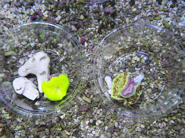 クビジンイソギンチャク【2枚セット】