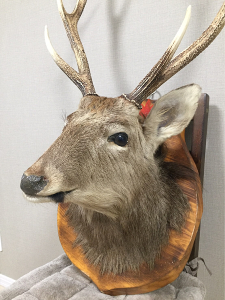 【希少・特大】オス鹿 剥製 ハンティングトロフィー 壁掛け装飾 アンティーク】鹿 シカ 剥製 ハンティングトロフィー 壁掛け 希少