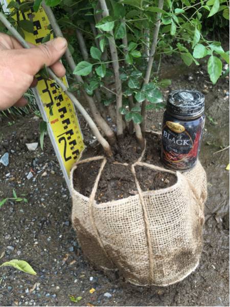 アオダモ 株立ち アオダモ 販売 株立ち 自然樹形 雑木 シンボル 大株