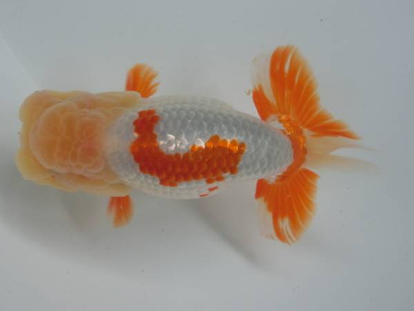 ◆大万らんちゅう◆極上種　二歳オス　白勝ち　no.１３