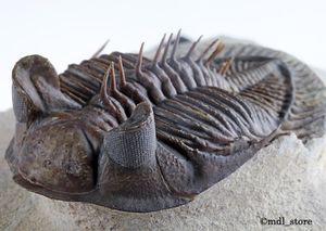 三葉虫 化石のYahoo!オークション(旧ヤフオク!)の相場・価格を見る