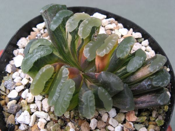 多肉植物、ハオルチア、玉扇錦