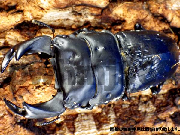 極太系統 阿古谷産オオクワガタ幼虫４頭　即決