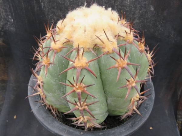 サボテン・多肉植物＞黒刺花王丸 エキノカクタス 【公式通販】