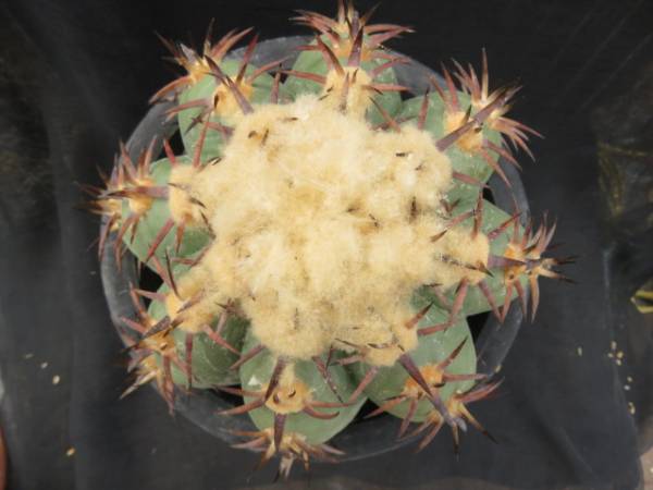 サボテン・多肉植物＞黒刺花王丸 エキノカクタス 【公式通販】