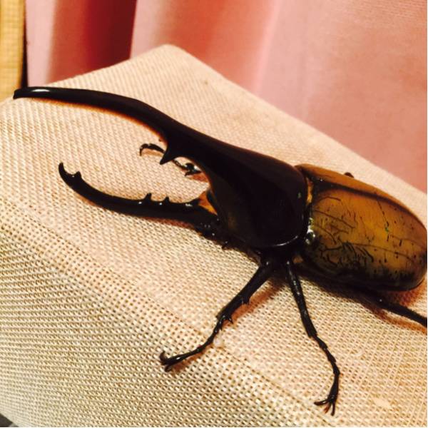 D.H.ヘラクレス オス133ミリ単品