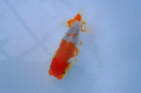 【研究会用当歳魚 】　約１2cm 　NO.１6