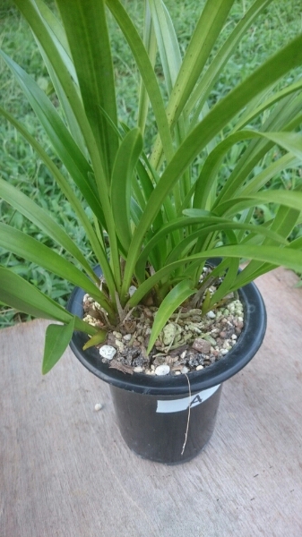 キンリョウヘン原種14本赤花