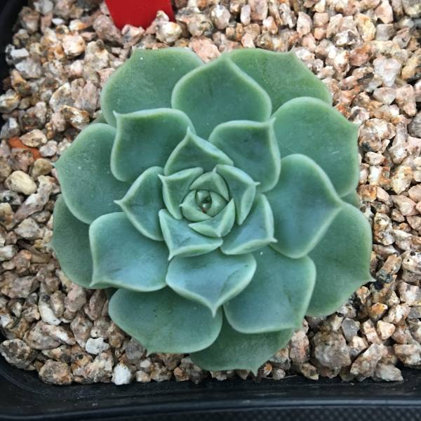 F80 多肉 エケベリア Echeveria Giro