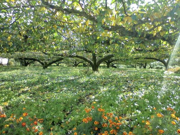 ☆。o○霊 占○o。☆霊視 占い メール 鑑定＊軽療 ヒーリング付