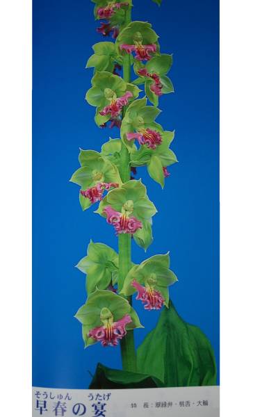 ●えびね欄　１３３　早春の宴　花見込み?　山野草エビネラン