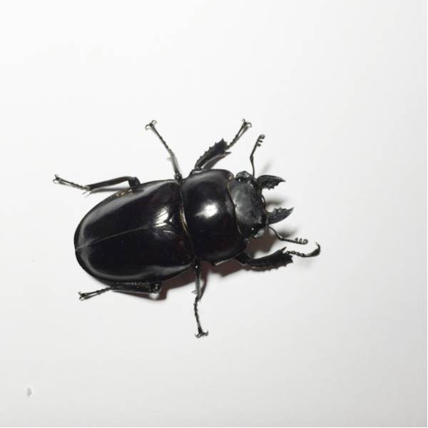 徳之島 山クビリ林道産 アマミマルバネクワガタ ♀のみ アマミ 