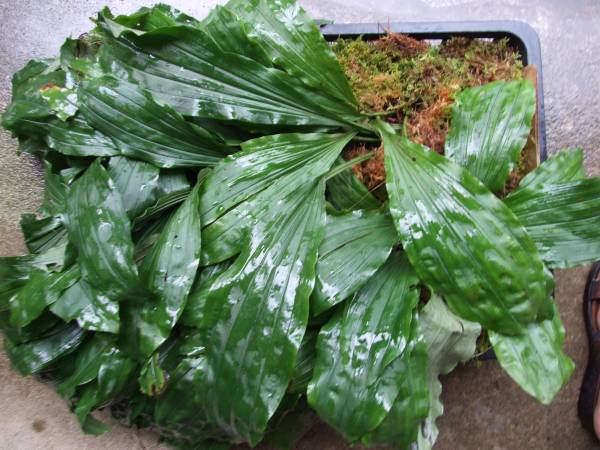 ≪　 山野草　：　タカネエビネ　　 ≫