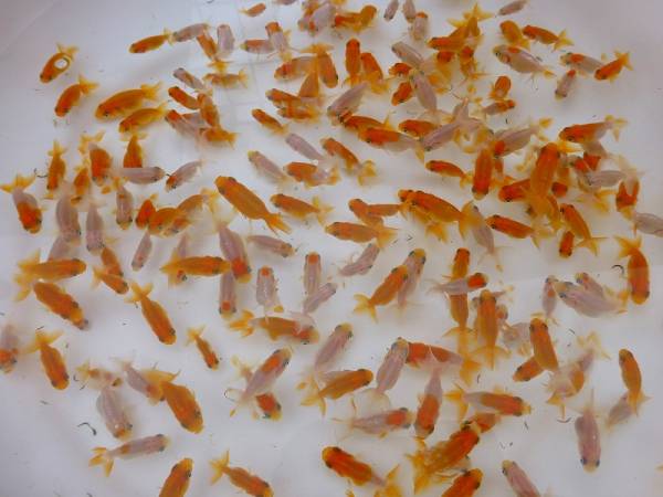 大阪発！獅子頭筋宇野系らんちゅう 当才魚30匹　B