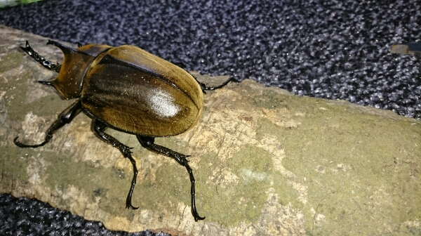 ★ギアスポリオンゾウカブト♂単品★約96㎜★