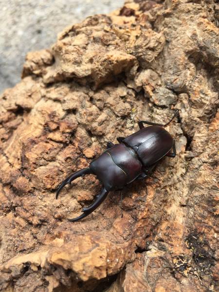 激レア！貴重種！◆フランシスノコギリ◆初、二令幼虫４頭！