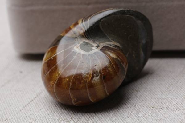 アンモナイト オパール化 標本 鉱物 原石 化石 65g