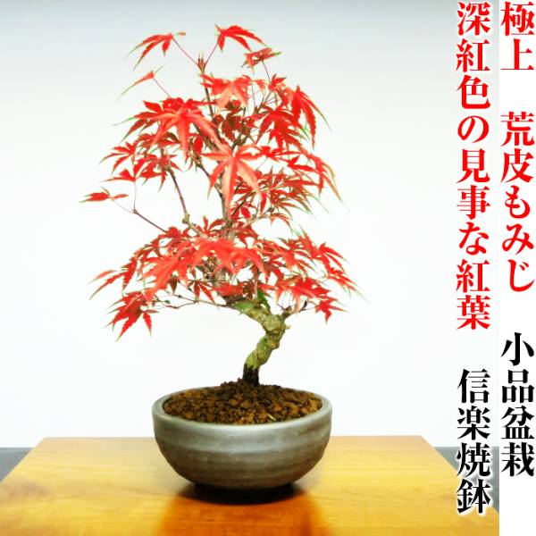 絶景紅葉 樹齢3年 初出荷荒皮もみじ盆栽 小品盆栽 信楽焼鉢