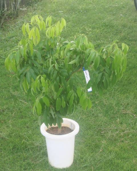 熱帯果樹　ライチ　（レイシ／茘枝） ジャカパット　取木苗