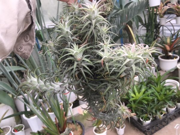 イオナンタ チランジア Tillandsia ・バンハイニンギー栽培品種まとめ