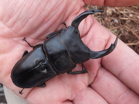 ◆◇【大型血統】YG866直仔×847系2ペアー【Ｋ‘ｚ】◇◆