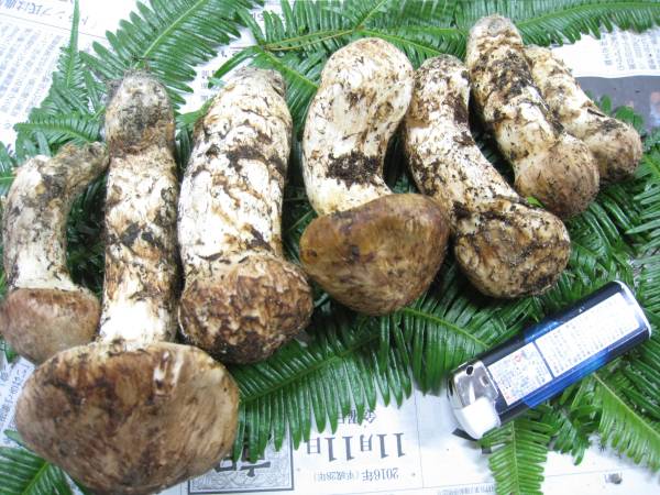 ☆大阪　泉州産国産天然松茸7本組306ｇ！