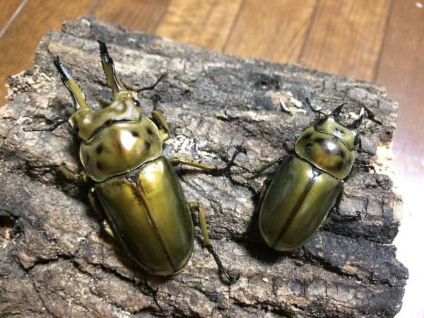 ババオウゴンオニ　新成虫ペア（70/44）