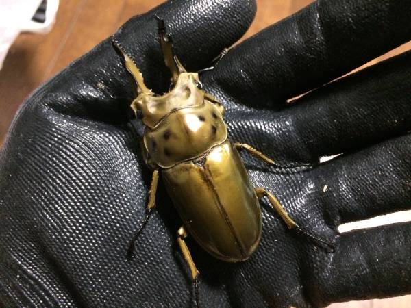 ババオウゴンオニ　新成虫ペア（70/44）