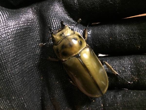 ババオウゴンオニ　新成虫ペア（70/44）