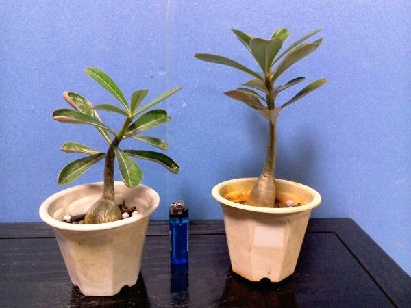 ピンク色の花 アデニウム 観葉植物 鉢植え 二点セット 0 観葉植物 売買されたオークション情報 Yahooの商品情報をアーカイブ公開 オークファン Aucfan Com