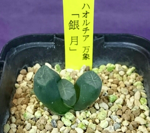 「銀月」多肉植物 ハオルチア 万象