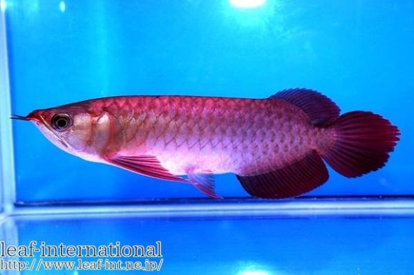 売り切り！「DOS.RED.AROWANA」　辣椒ヤング個体　アロワナ