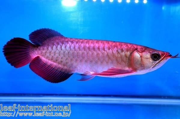 売り切り！「DOS.RED.AROWANA」　辣椒ヤング個体　アロワナ