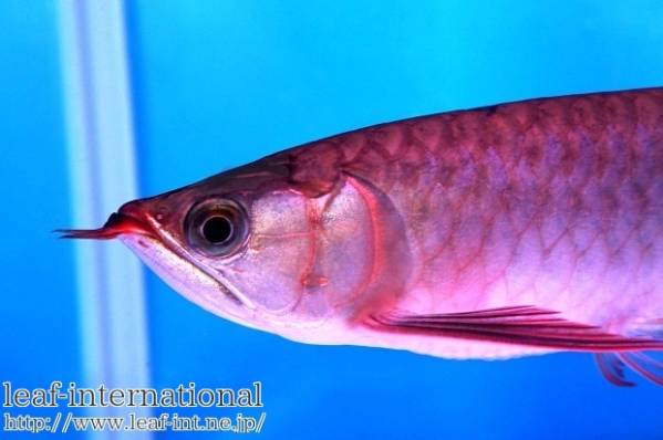 売り切り！「DOS.RED.AROWANA」　辣椒ヤング個体　アロワナ