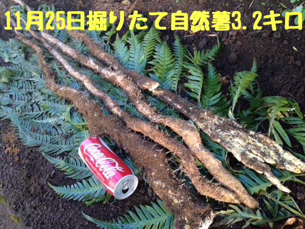 野生の滋味 11/6掘り立て天然自然薯3.1キロ 鹿児島産 鹿児島産 野生の滋味 11&frasl;25掘りたて天然自然薯3.2キロ 自然薯 40g×10パック 農業体験