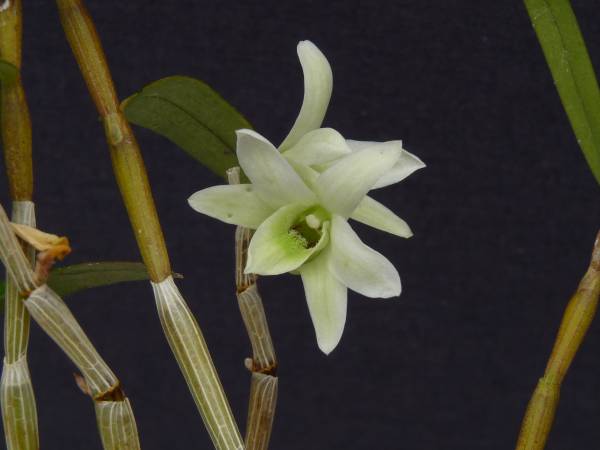 ◆◇セッコク(長生蘭)　露風◇◆