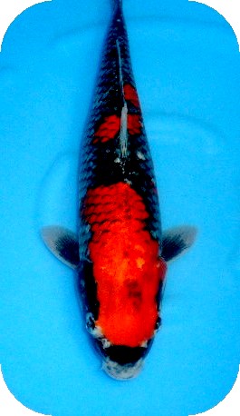 プロが選んだ鯉100選　優秀品　No12－21　五色　47cm